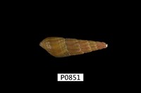 藏品(縱肋川蜷)的圖片